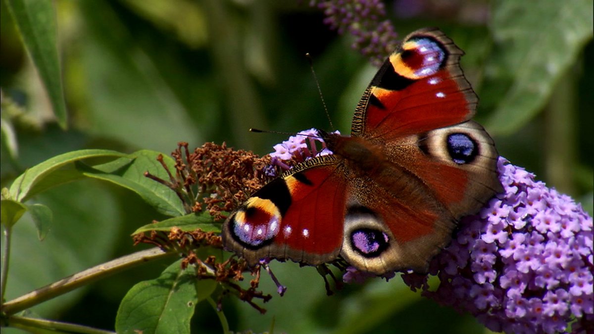 BBC Two Springwatch, Make your garden a wildlife haven!