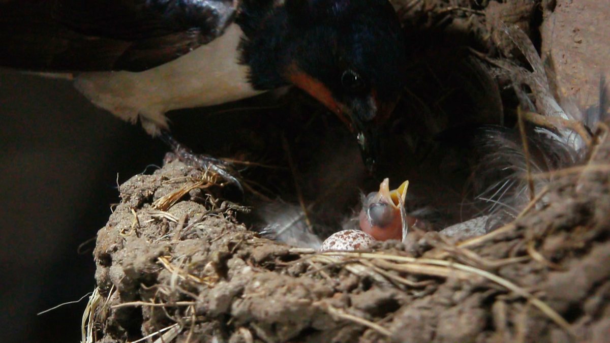 BBC Two - Springwatch, Tiny swallow chicks hatch!