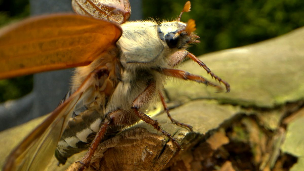 Bbc Two Springwatch There S Still Time To Take Part In Gardenwatch