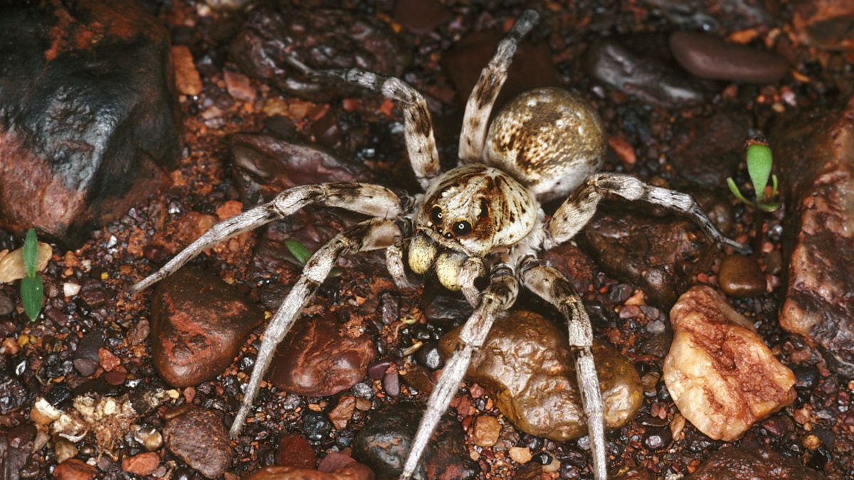 BBC World Service - Newsday, The deadly dance of the wolf spider