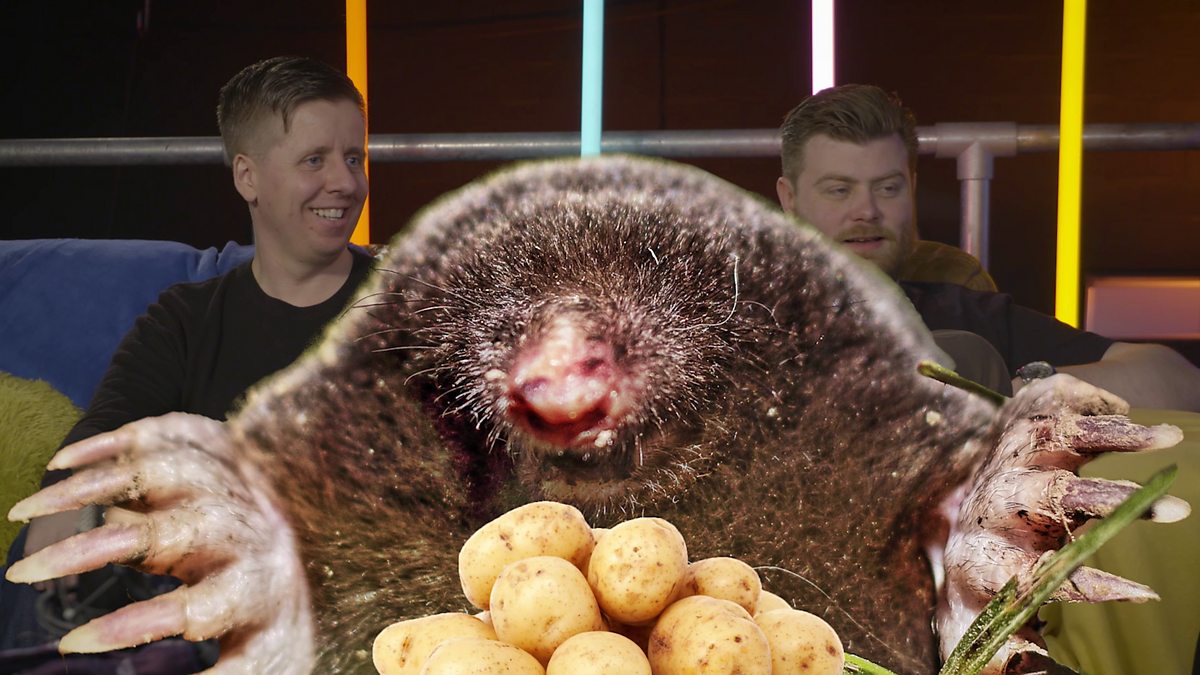 BBC Scotland May Contain Nuts, Series 2 TV, Habits, Do moles like