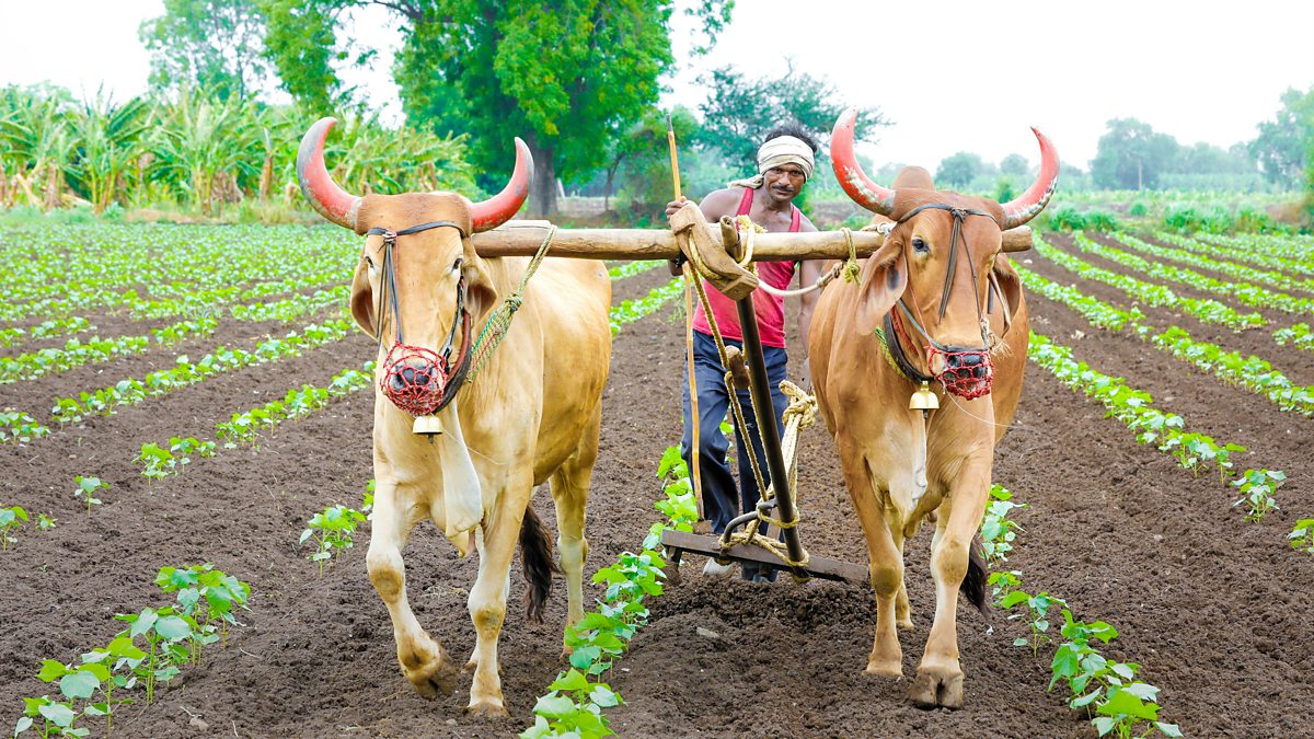 bbc-world-service-crowdscience-who-were-the-first-farmers