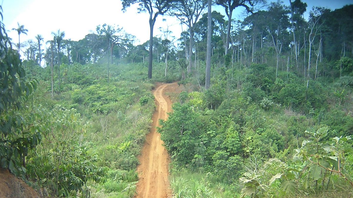 BBC World Service Science In Action, Will planting trees stop global