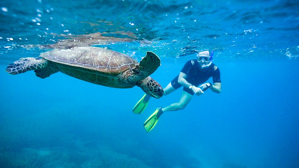 BBC News - The Travel Show, The Great Barrier Reef