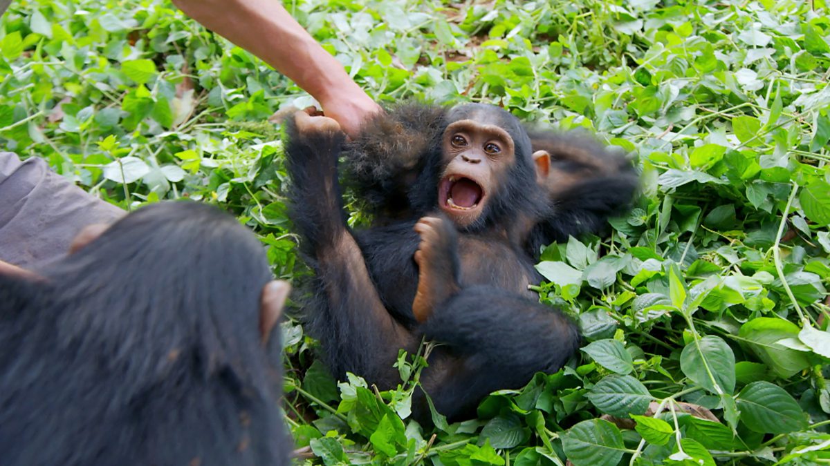 BBC Two - Animals at Play, Tickling chimps