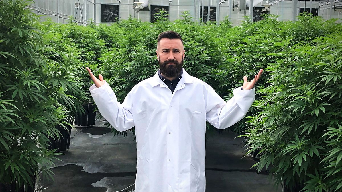 BBC Radio 1 Newsbeat Documentaries, Legalising Weed Canada's Story