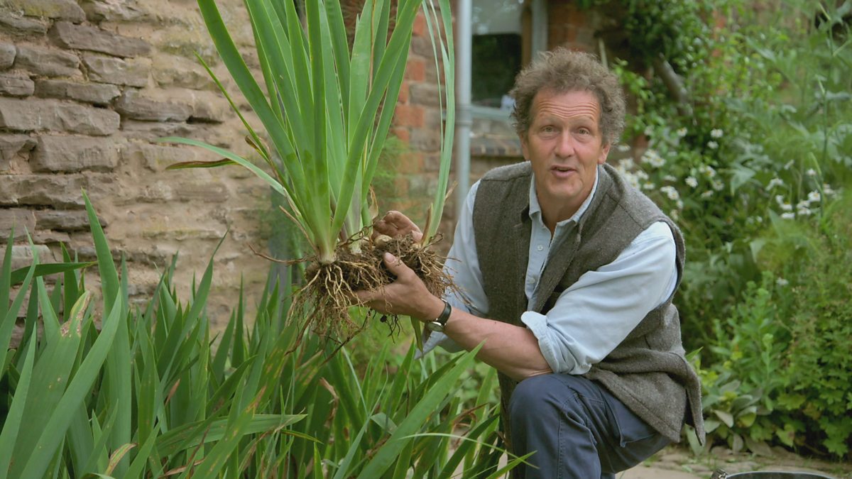 Bbc two gardeners world 2019 episode 19 dividing irises