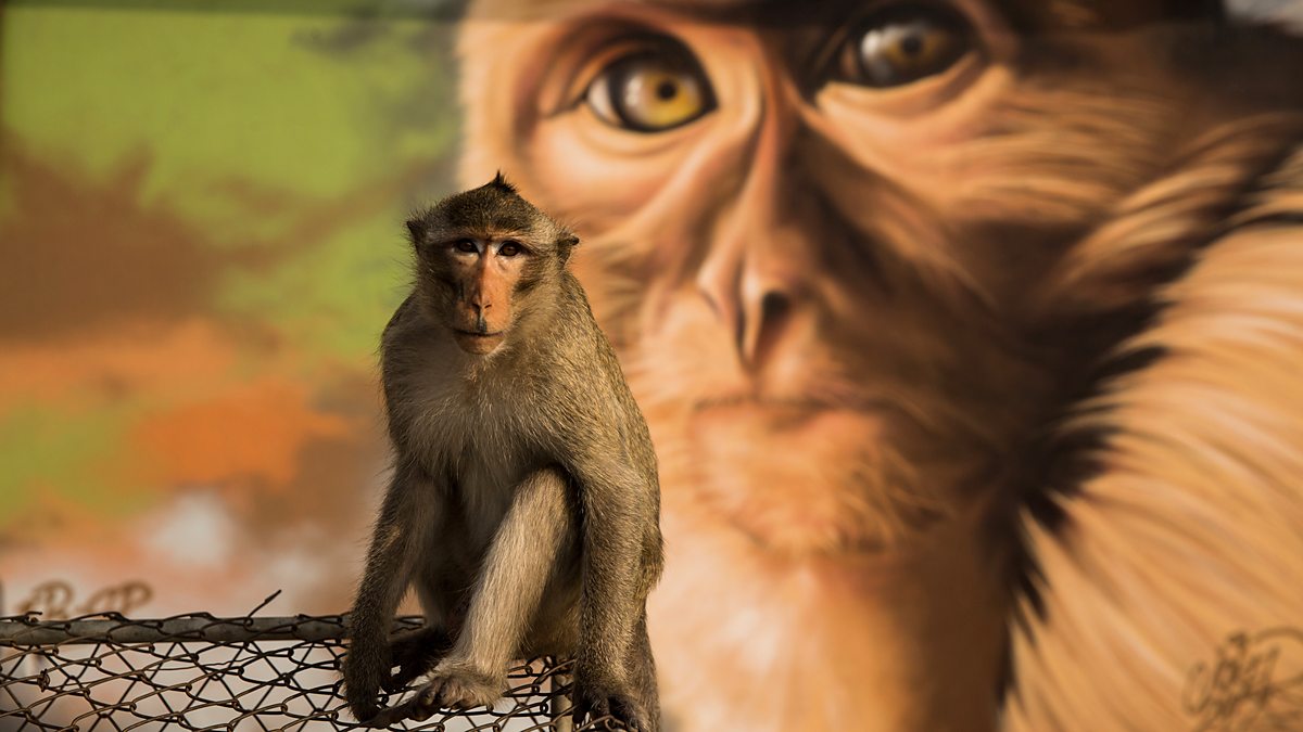 BBC Two - Cities: Nature's New Wild, Series 1, Residents