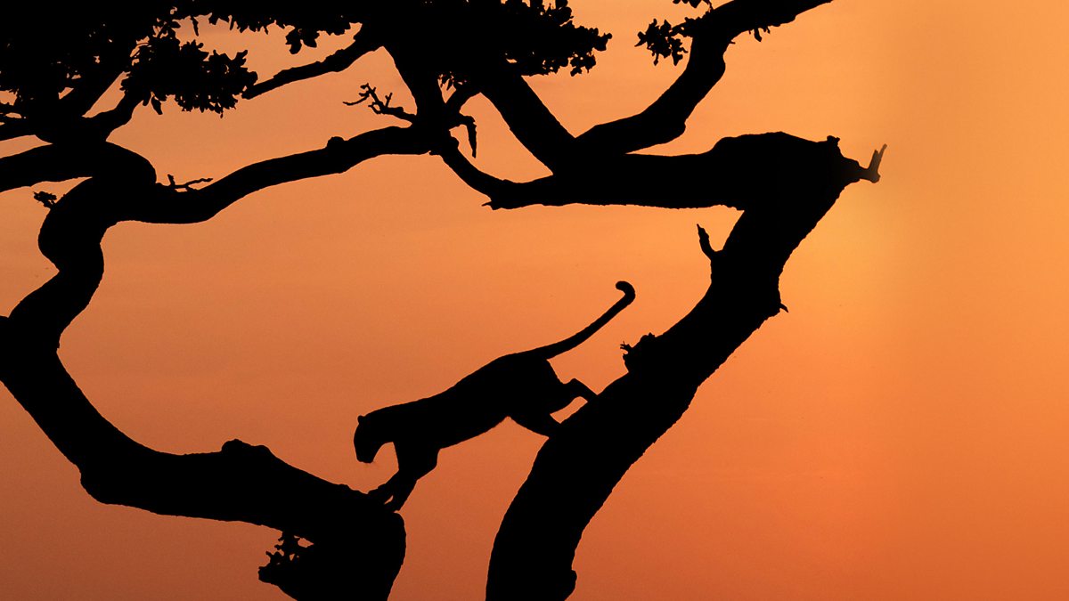BBC iPlayer - Serengeti - Series 1: 6. Rebirth