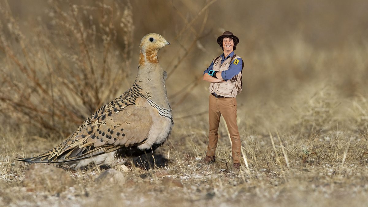 c Iplayer Andys Safari Adventures Series 1 27 Andy And The Sand Grouse Audio Described