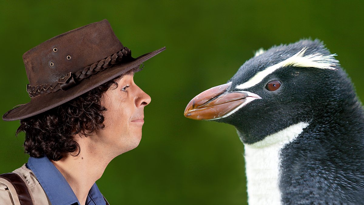 Andys Safari Adventures - Series 1: 33. Andy and the Snares Penguins