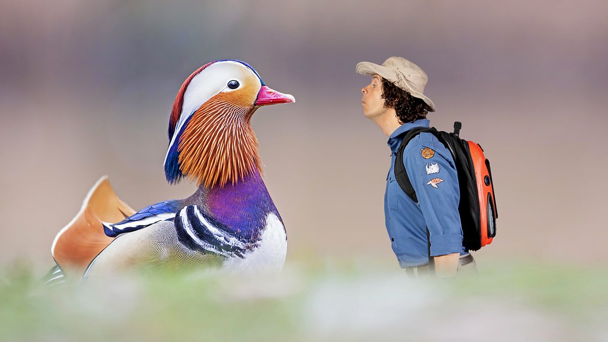 Andys Wild Adventures - Series 2: 7. Mandarin Ducks - BBC iPlayer