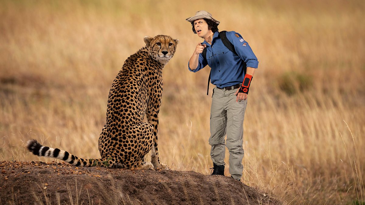 BBC iPlayer - Andys Wild Adventures - Series 2: 20. Cheetahs