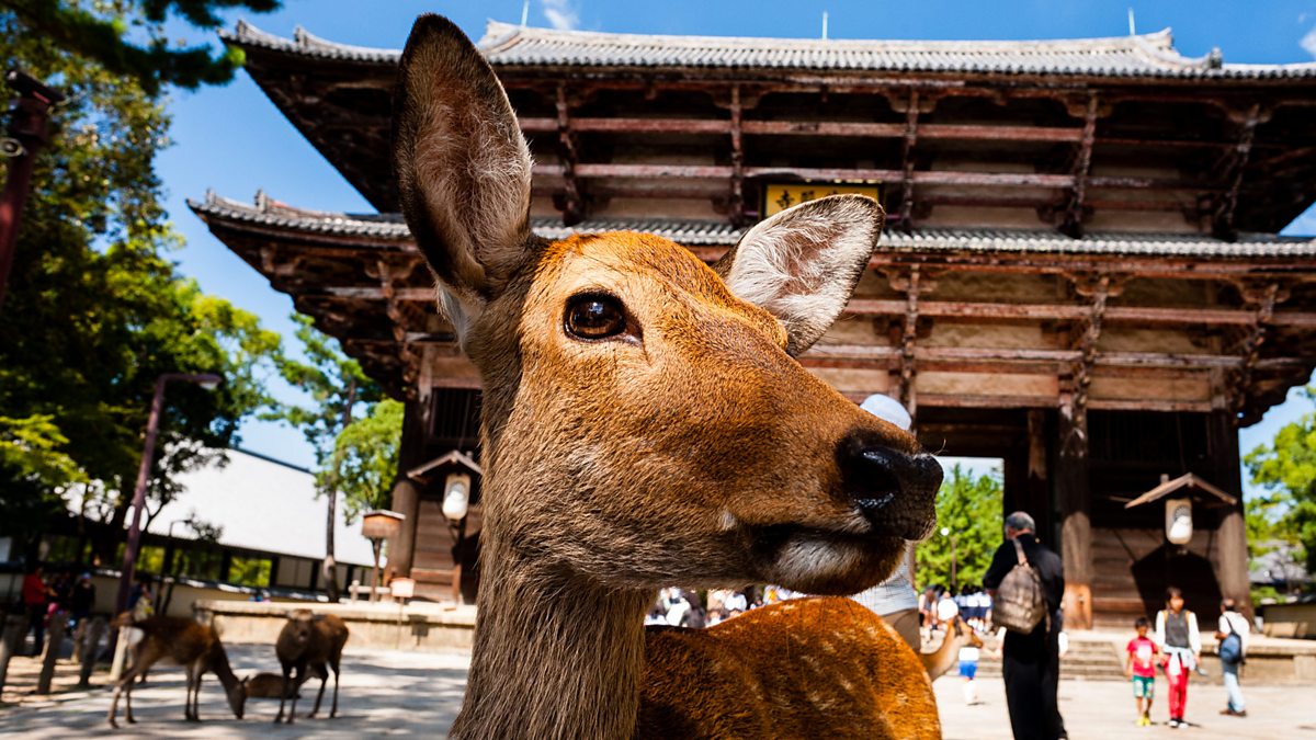 BBC Two - Japan: Enchanted Honshu