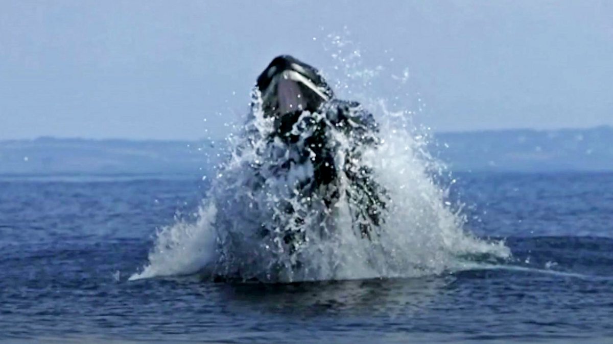 BBC News - Focus, Humpback Whale Spotted Off Coast Of Cornwall