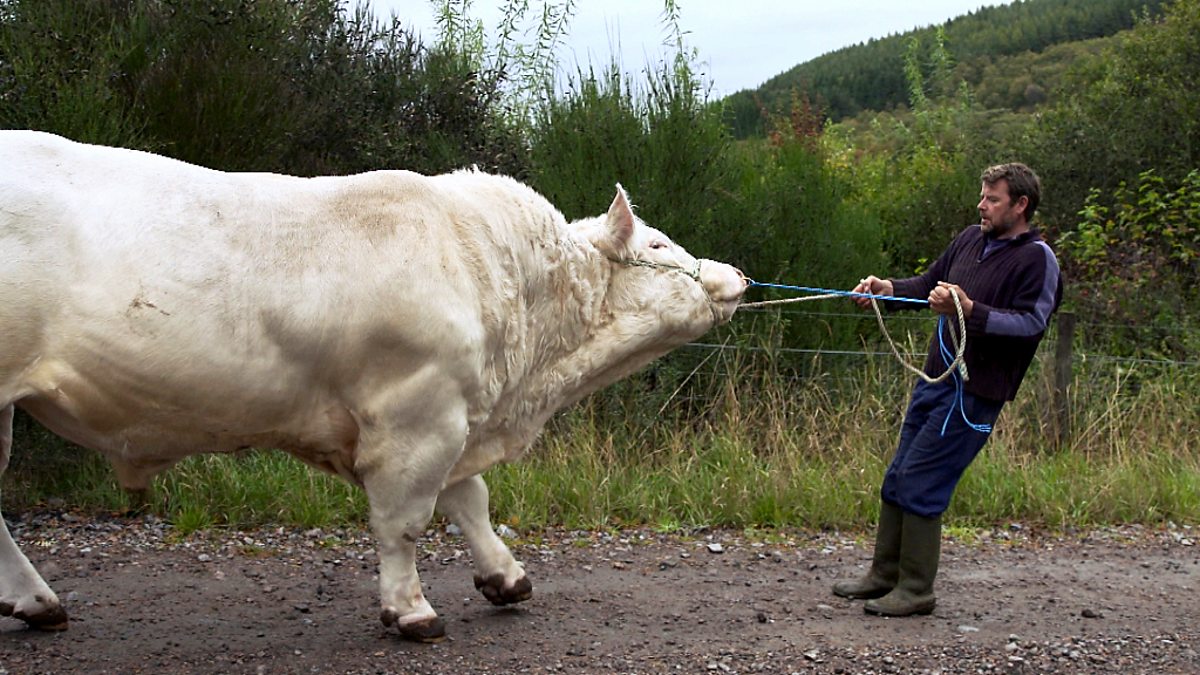 BBC Two - This Farming Life, Series 3, Episode 11, ‘Finally going to work’ – Major the bull is let out to meet his new female friends