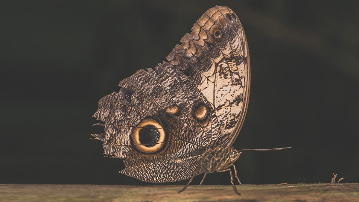 BBC Radio 4 The Political Butterfly Effect