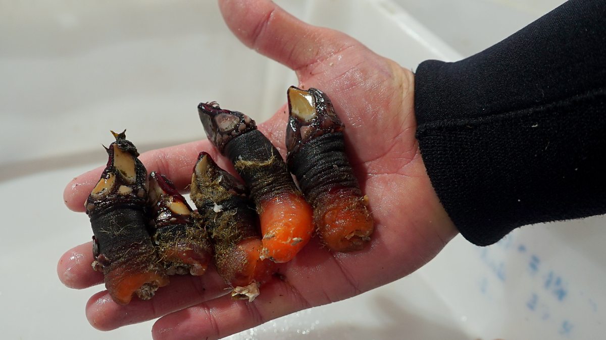 BBC World Service Outlook, Spain's ugly and dangerous world of