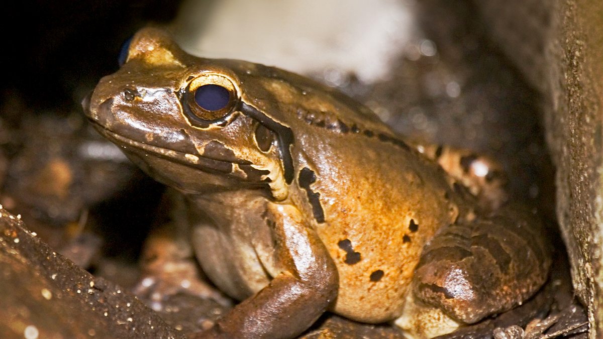 Mountain chicken. Mountain Chicken Frog. Mounting Chicken. Mountain Chicken фото. Mountain Chicken sucks.