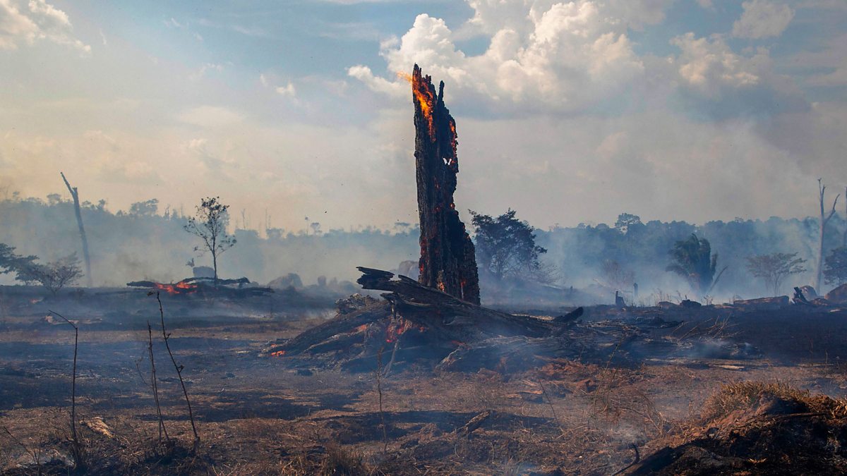 BBC World Service - The Inquiry, How can we save our forests?