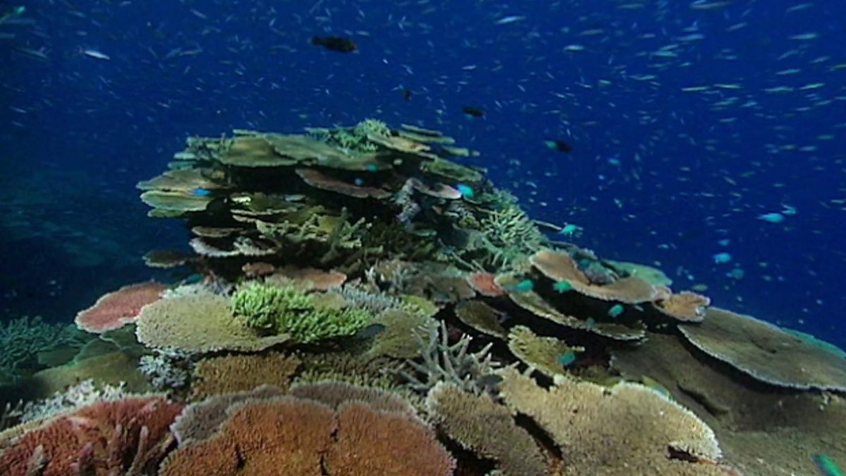 BBC World Service - Witness History, Saving the Great Barrier Reef