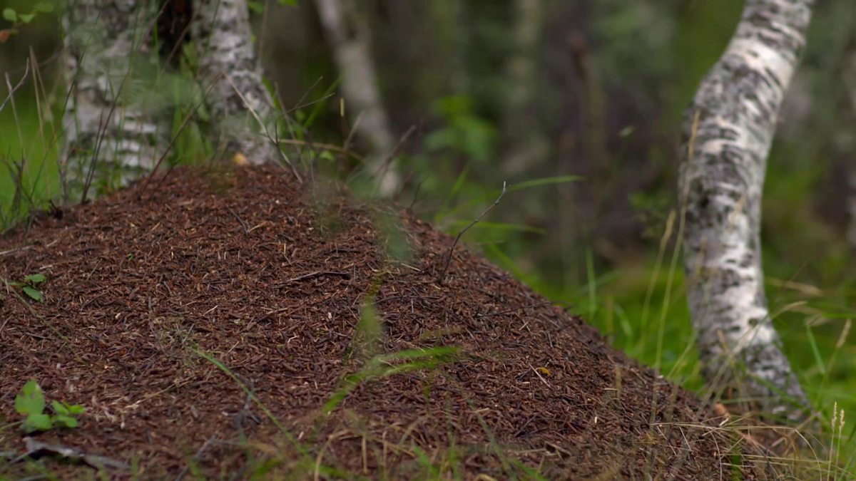 BBC Scotland Landward, 2019/2020, Episode 16, The grand design of a