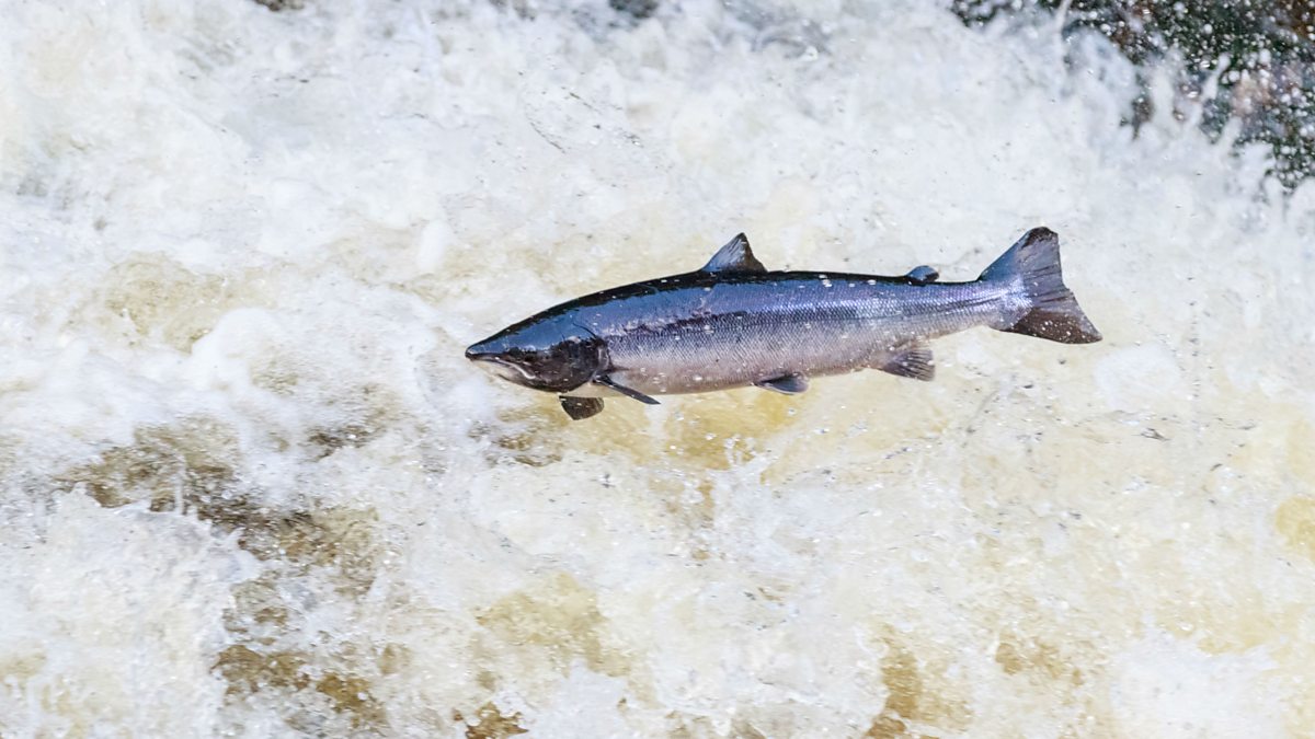 BBC World Service CrowdScience, Will my salmon swim home?
