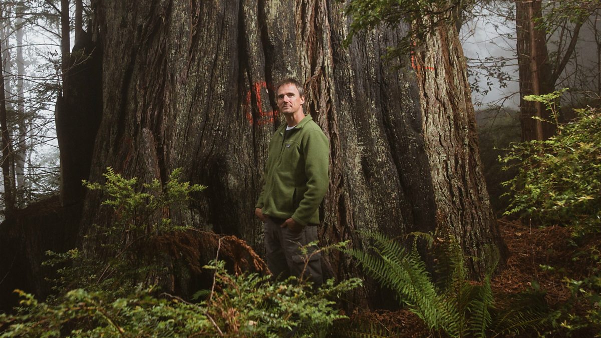 BBC World Service - Outlook, Why I lived on a tree for more than two years