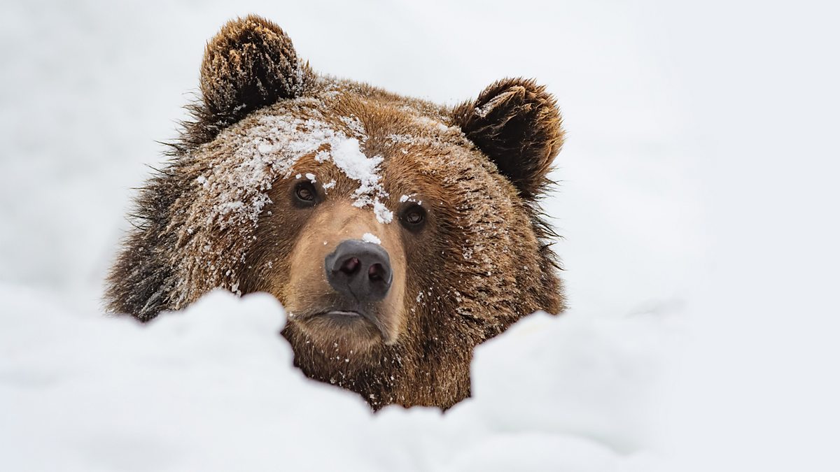 BBC Radio 4 - Natural Histories, Bears - Bear-faced fascination