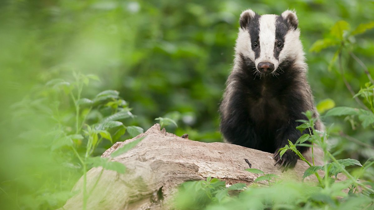 BBC Radio Ulster - Farming Matters, Badgers and Bovine TB