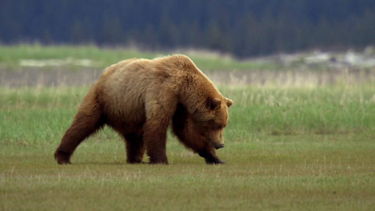 BBC Two - Natural World, 2019-2020, Meet the Bears, The Grizzly Bear