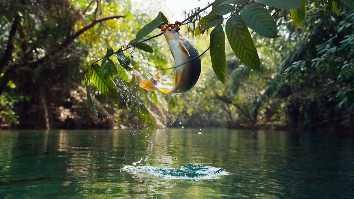 BBC One Seven Worlds, One Series 1, South America, Leap for