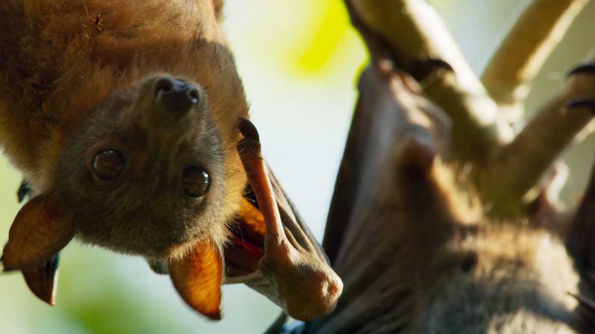 BBC One Seven Worlds, One Series 1, Australia, What lies beneath