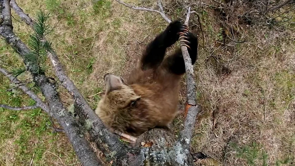 BBC Two Natural World, 20192020, Meet the Bears, Why do bears