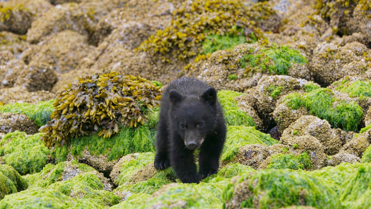 BBC One Seven Worlds, One Series 1, North America, A seaside