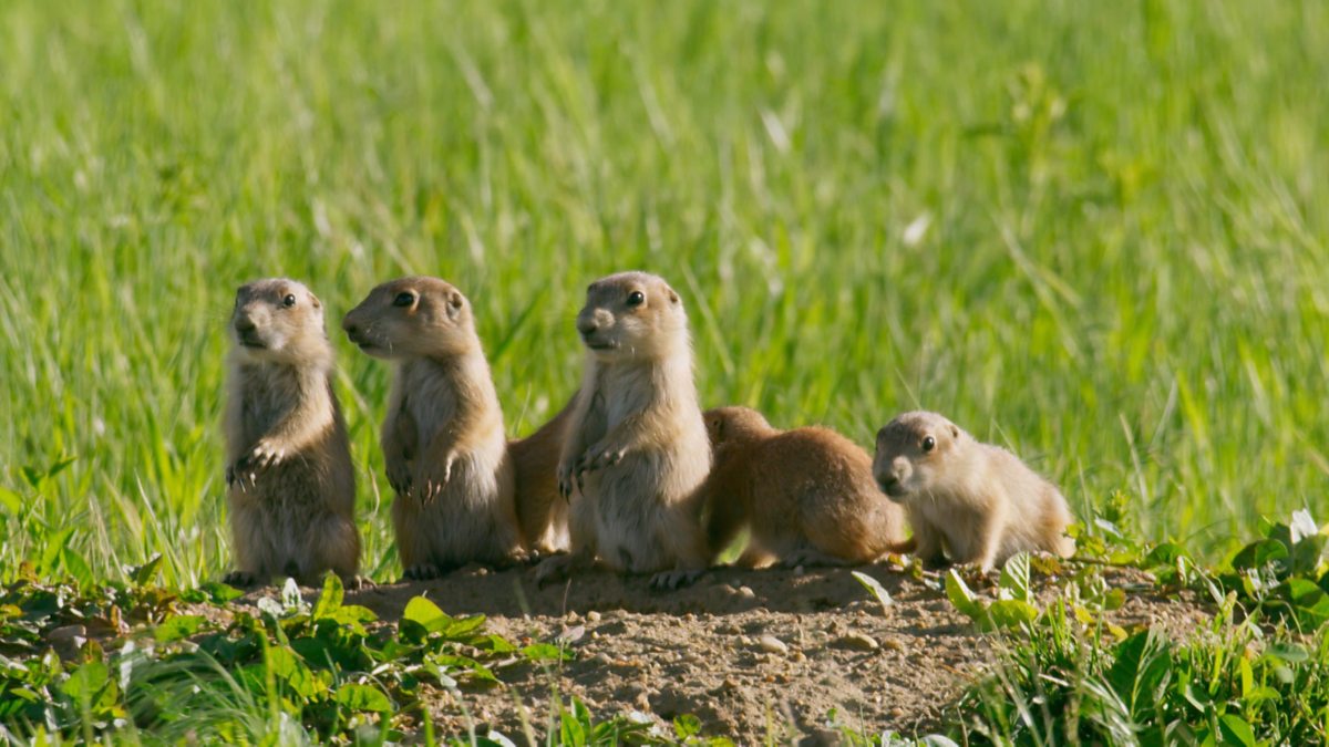 BBC One Seven Worlds, One Series 1, North America, Peril on