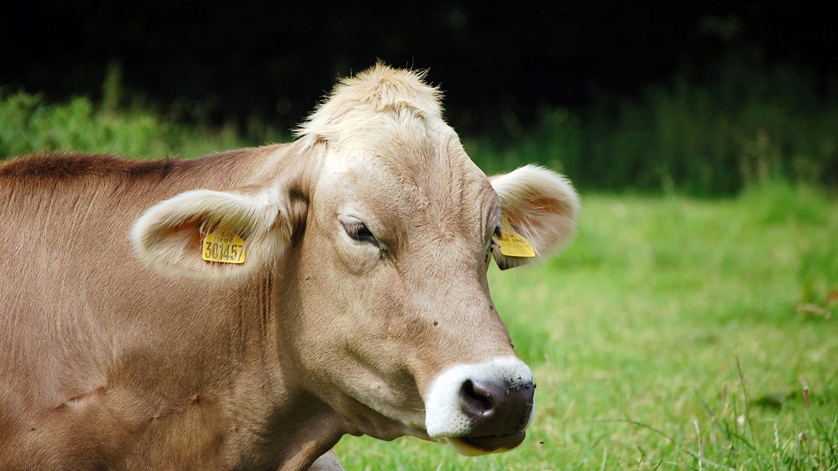 eating animals author jonathan safran