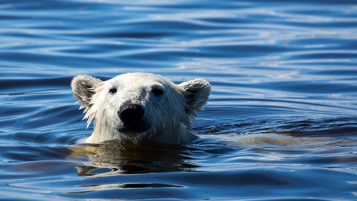 david attenborough wild canada s01e01 the eternal frontier