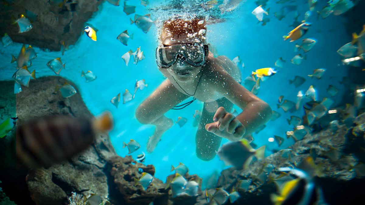 BBC Radio 6 Minute English, The joy of free diving