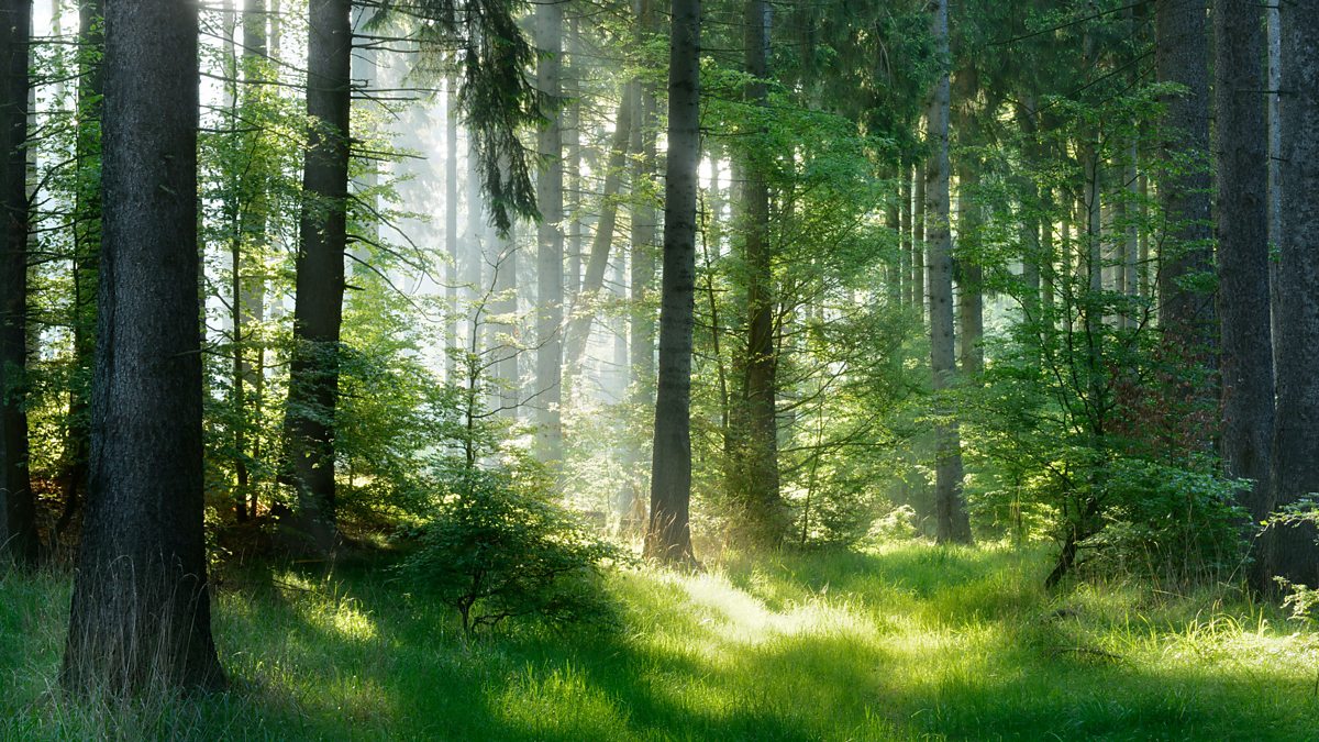 BBC World Service World Update, How does planting trees help the