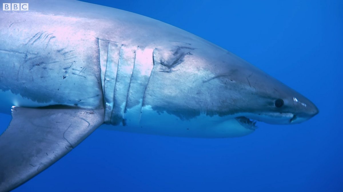 BBC Four Secrets of Skin, Series 1, Moving, The hydrodynamics of