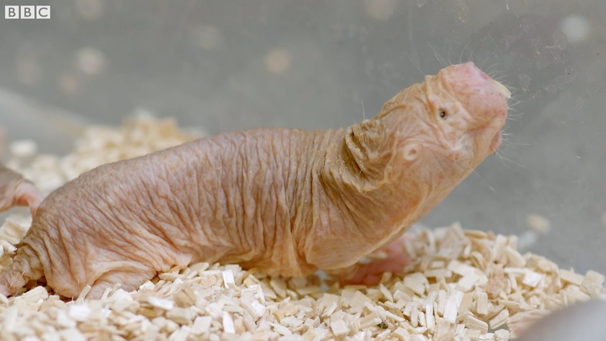 BBC Four - Secrets of Skin, Series 1, Moving, Could naked mole rats ...