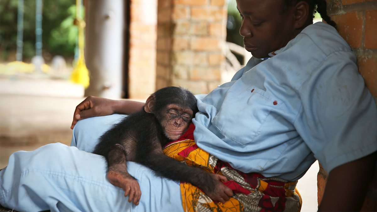 BBC Two - Baby Chimp Rescue, Series 1, Breaking Point