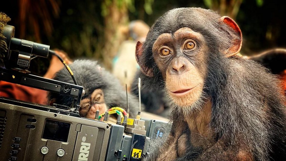 BBC Two - Baby Chimp Rescue - Working with chimps