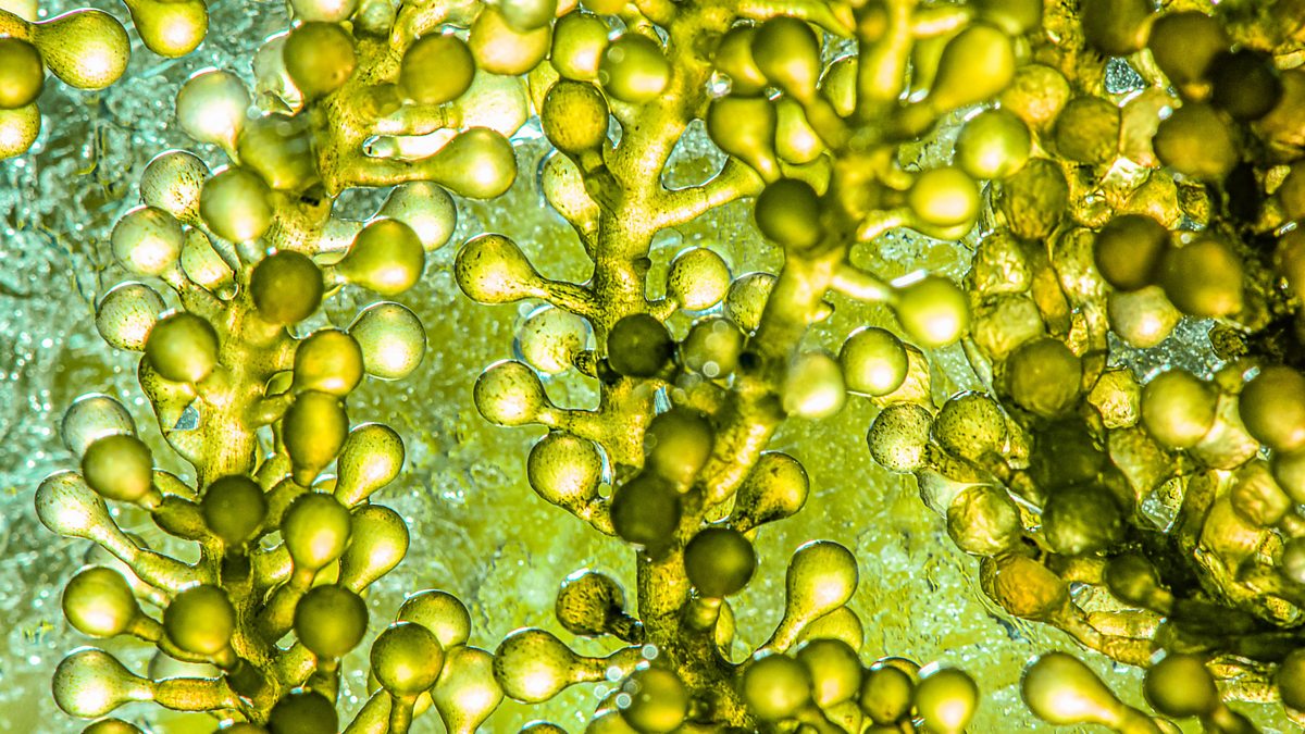 Спирулина водоросли. Микроводоросли. Нитчатые водоросли. Chlorosarcinopsis, microalgae.