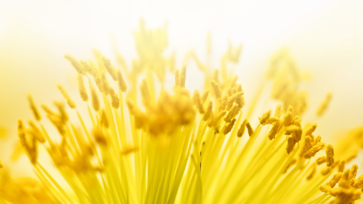 BBC Radio 4 Radio 4 in Four How pollen cracked these mysteries