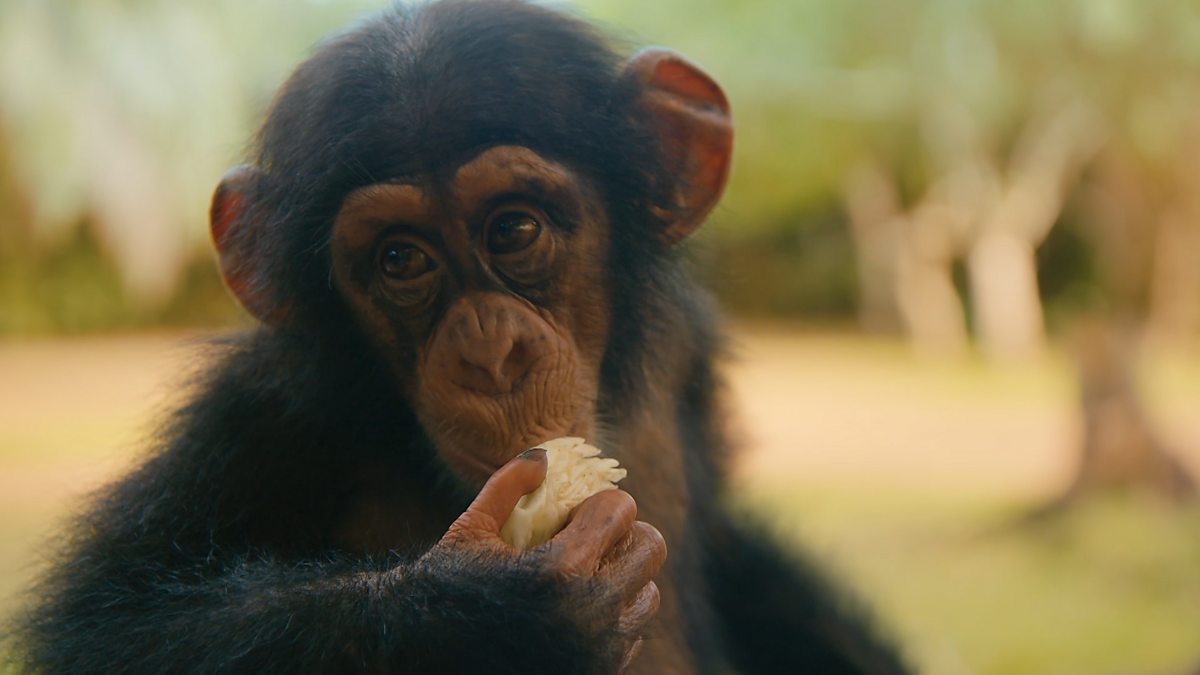 BBC Two - Baby Chimp Rescue, Series 1, A New Beginning, Meet Jo Jo