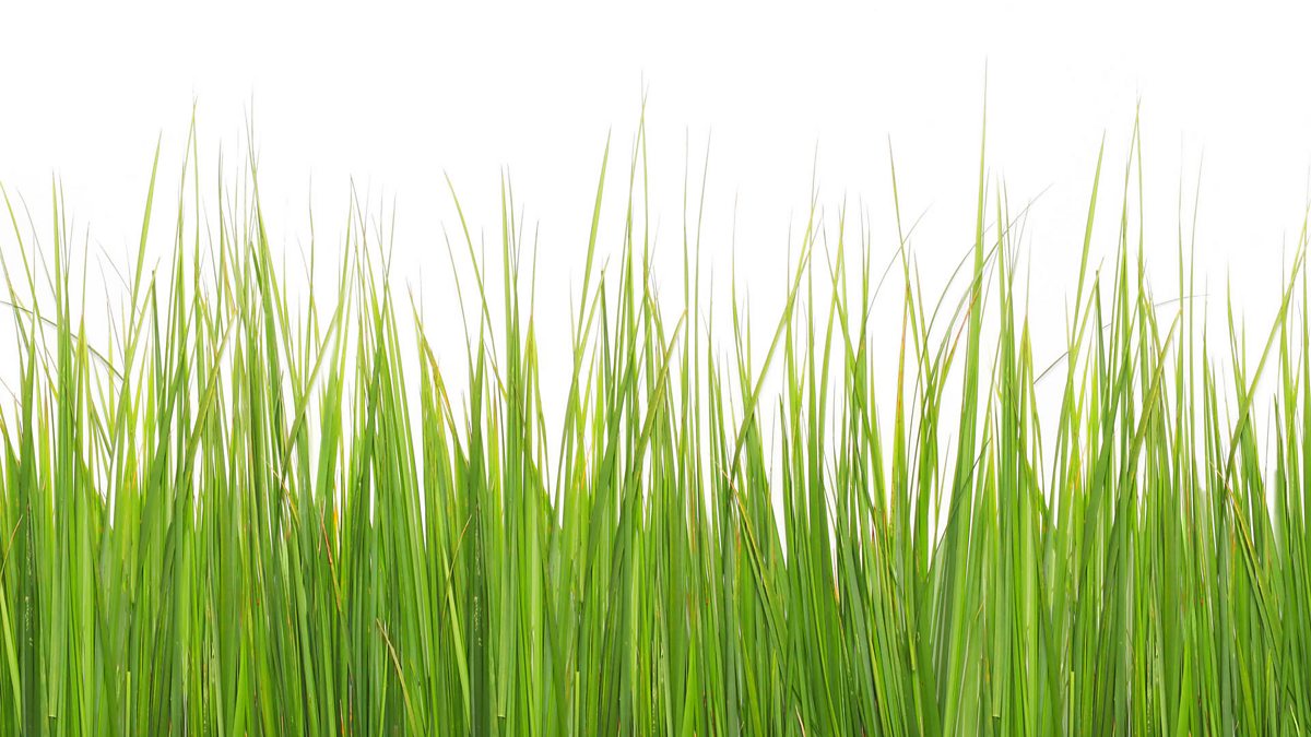 BBC Radio Learning English Conversations, Kick into the long grass