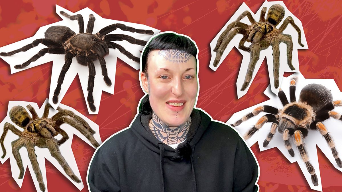 BBC One Look East, Evening News, 04/02/2020, 'I hated spiders but now