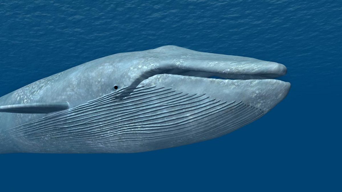 BBC Radio - Learning English from the News, The return of blue whales